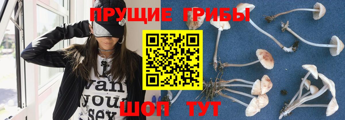 Галлюциногенные грибы Psilocybine cubensis Тавда